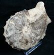 Whole Mammites Nodosoides Ammonite - #5483-2